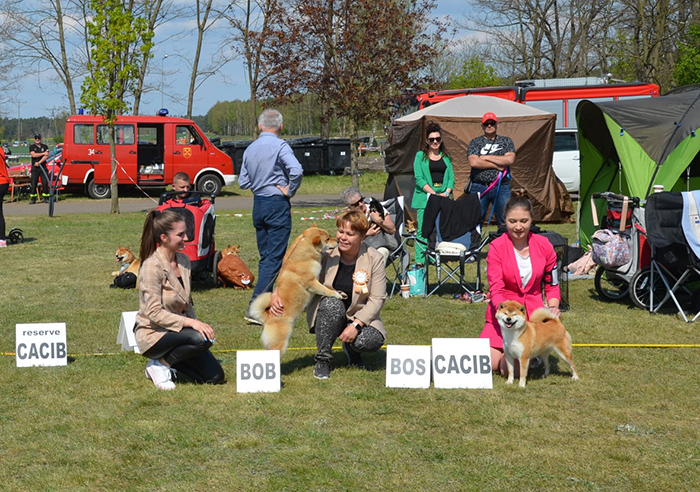 Mi�dzynarodowa Wystawa Ps�w Rasowych w Babimo�cie Oddzia� Zielona G�ra, 30-4-1-5-2022