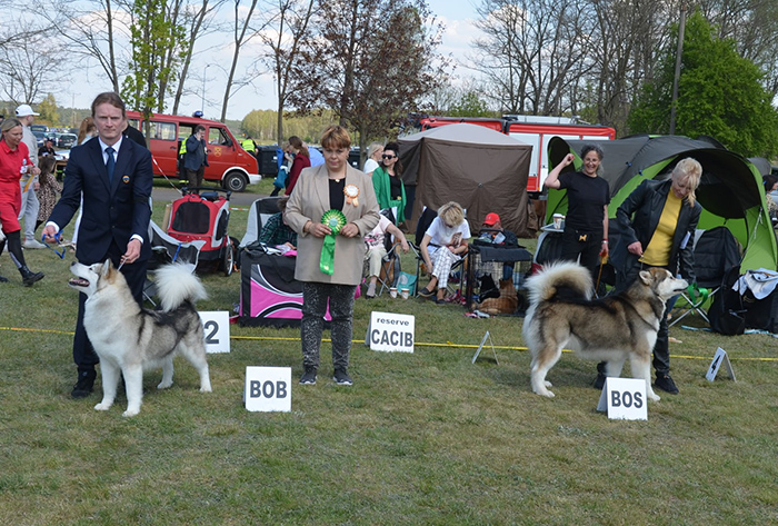 Mi�dzynarodowa Wystawa Ps�w Rasowych w Babimo�cie Oddzia� Zielona G�ra, 30-4-1-5-2022