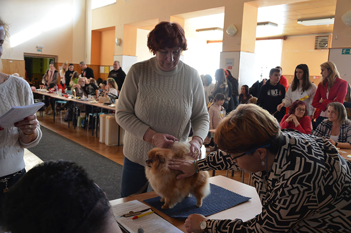 10- 19-2-2022 Klubowa Wystawa Szpic�w KV KCHN� z tytu�em Zw.Klubu 2022 HOSTOU� k. Pragi Czechy