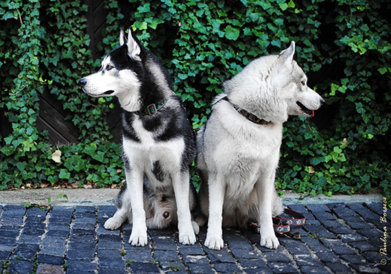 LIDER NIKE'S & STOKROTKA BRAZIL Z Pierwszej R�ki FCI