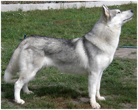 TIFFANY BRAZIL Z Pierwszej R�ki FCI