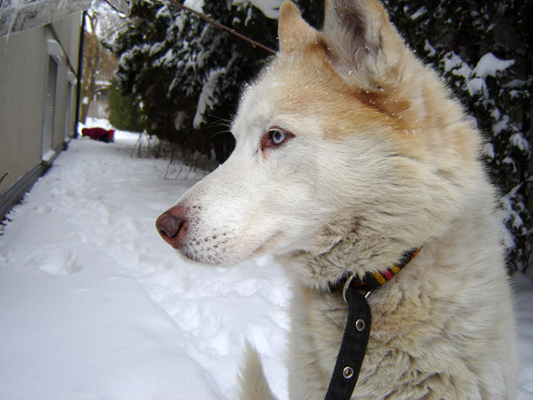 ARON FORTUNATUS Z Pierwszej R�ki FCI fot. Archiwum