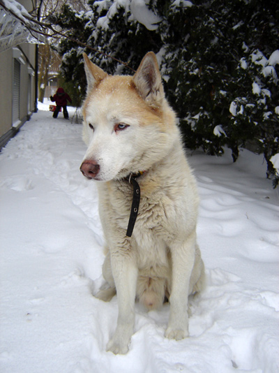 ARON FORTUNATUS Z Pierwszej R�ki FCI fot. Archiwum