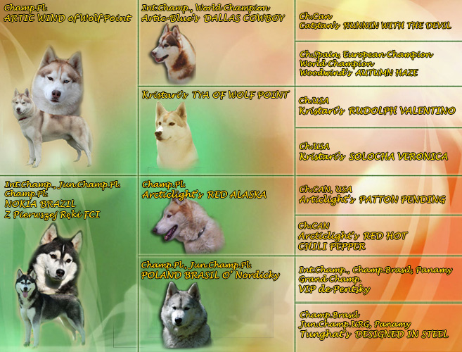 Pedigree "V" Litter Z Pierwszej R�ki FCI