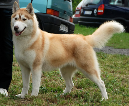 UROCZA ZUZIA Z Pierwszej R�ki FCI Fot. Monika Milian