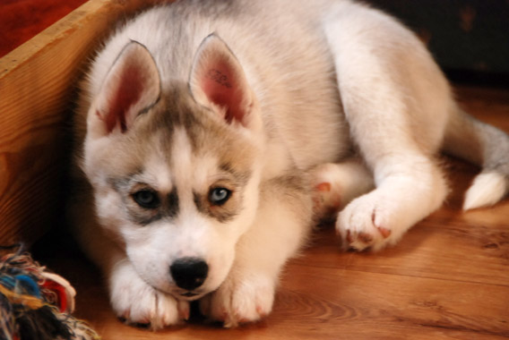 VALENCJA Z Pierwszej R�ki FCI