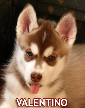 VALENTINO