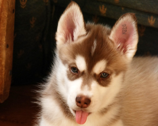 VALENTINO Z Pierwszej R�ki FCI