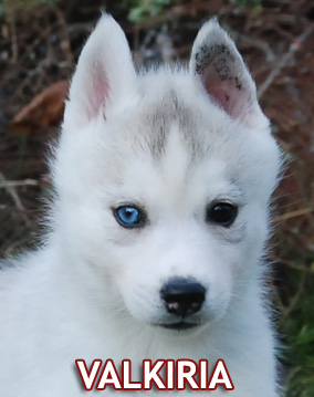 VALKIRIA