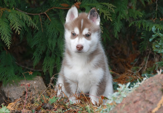 VENECJA Z Pierwszej R�ki FCI