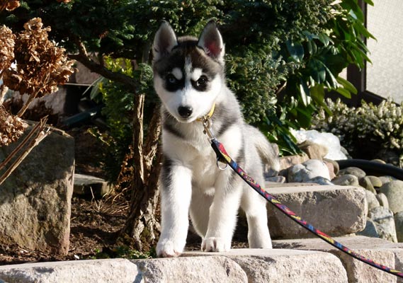 VERONA Z Pierwszej R�ki FCI