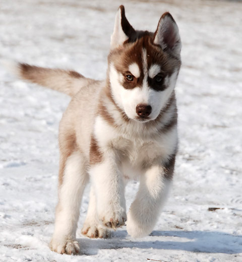 VIVA LAS VEGAS Z Pierwszej R�ki FCI