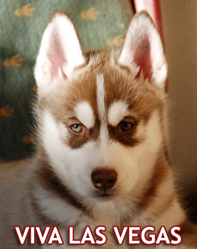 VIVA LAS VEGAS