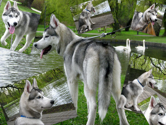 VALKIRIA Z Pierwszej R�ki FCI