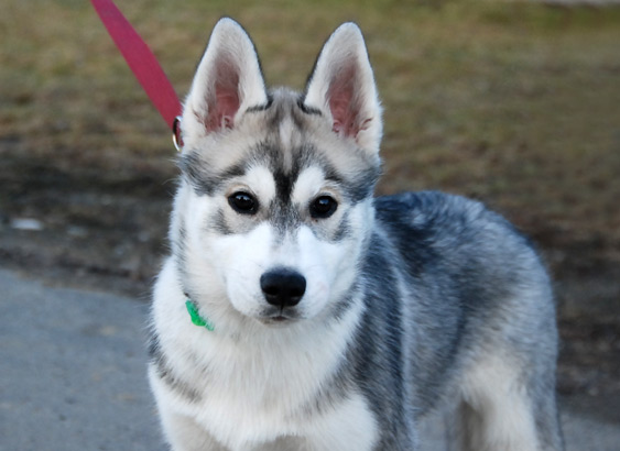 VERDI Z Pierwszej R�ki FCI