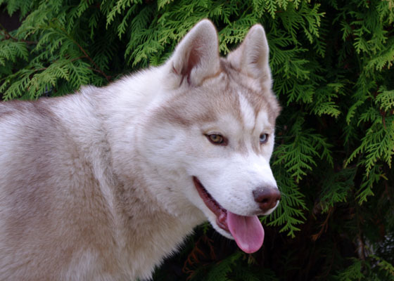 VIVALDI Z Pierwszej R�ki FCI