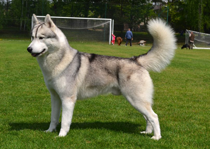 WIWAT Z Pierwszej R�ki FCI