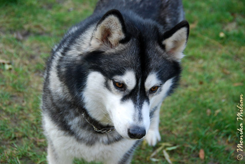 DUMKA NIKE'S Z�ota Wenus � ZPR