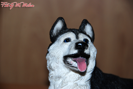 SIBERIAN HUSKY � ZPR