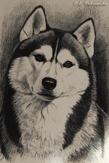 SIBERIAN HUSKY � ZPR