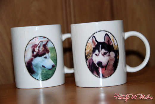 SIBERIAN HUSKY � ZPR