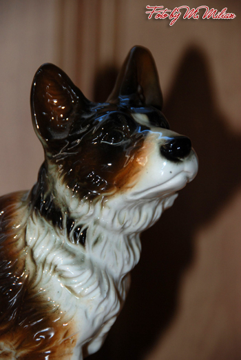 SIBERIAN HUSKY � ZPR