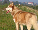 Siberian Husky � ZPR