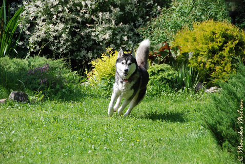 NOKIA BRAZIL Z Pierwszej R�ki FCI � ZPR