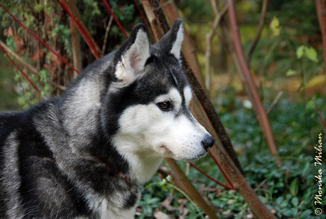 NOKIA BRAZIL Z Pierwszej R�ki FCI � ZPR