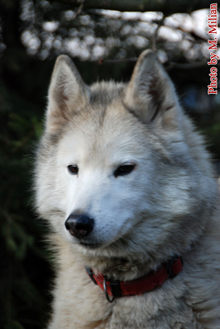 NUNAMI Fortunatus � ZPR