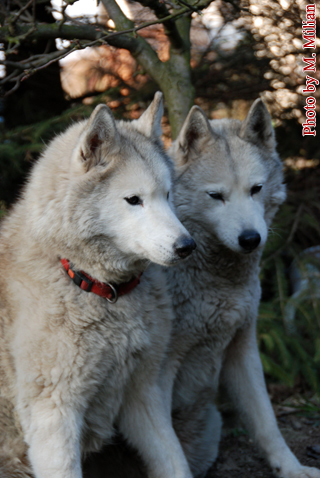 NUNAMI & NIAGARA Fortunatus � ZPR