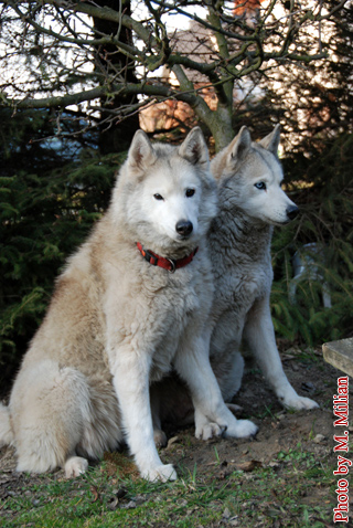 NUNAMI & NIAGARA Fortunatus � ZPR