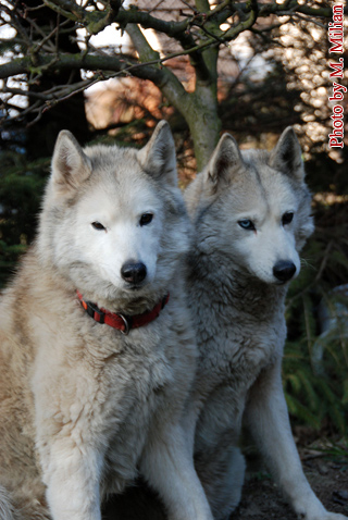 NUNAMI & NIAGARA Fortunatus � ZPR