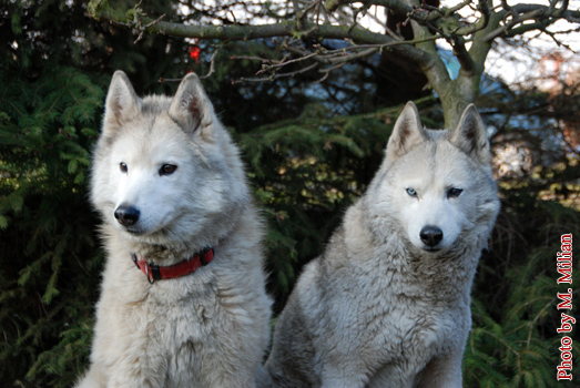 NUNAMI & NIAGARA Fortunatus � ZPR