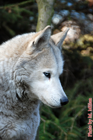 NIAGARA Fortunatus � ZPR