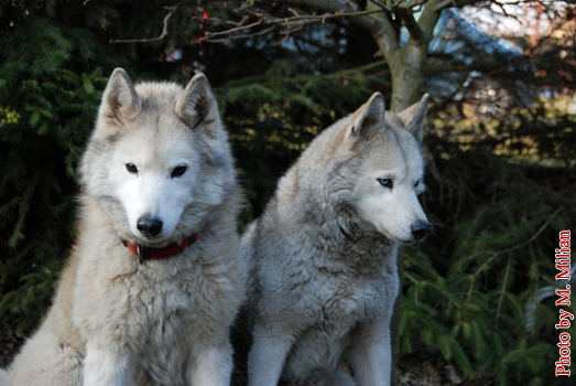 NUNAMI & NIAGARA Fortunatus � ZPR