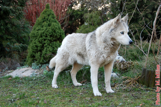 NIAGARA Fortunatus � ZPR