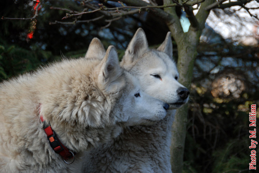 NUNAMI & NIAGARA Fortunatus � ZPR