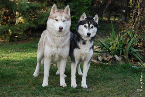 NOKIA & ARTIC WIND � ZPR