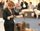 �wiatowa Wystawa SALZBURG - Austria 2012 - HORTENSJA z Francuskiej Ulicy - CACA, CACIB, WORLD WINNER 2012
