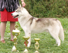 Mi�dzynarodowa Wystawa MLADA BOLESLAV-Czechy 2006 - SOCHI de Ciukci - CAC, CACIB, BOB, II BOG