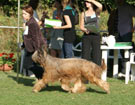 Klubowa Wystawa Briard�w i Beauceron�w WROC�AW 2011 - HORTENSJA z Francuskiej Ulicy - Zw. Klubu 2011, BOB, BEST IN SHOW