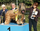 Klubowa Wystawa Briard�w i Beauceron�w WROC�AW 2011 - HORTENSJA z Francuskiej Ulicy - Zw. Klubu 2011, BOB, BEST IN SHOW