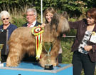 Klubowa Wystawa Briard�w i Beauceron�w WROC�AW 2011 - HORTENSJA z Francuskiej Ulicy - Zw. Klubu 2011, BOB, BEST IN SHOW
