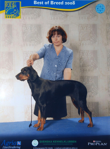 �wiatowa Wystawa STOCKHOLM - Szwecja 2008 - SZABLA K�usuj�ca Sfora FCI - Zwyci�stwo �wiata 2008 + BOB