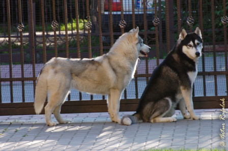 LIDER NIKE'S & STOKROTKA BRAZIL Z Pierwszej R�ki FCI