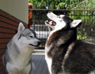 Siberian Husky � ZPR