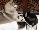 Siberian Husky � ZPR