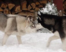 Siberian Husky � ZPR