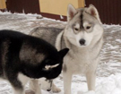 Siberian Husky � ZPR